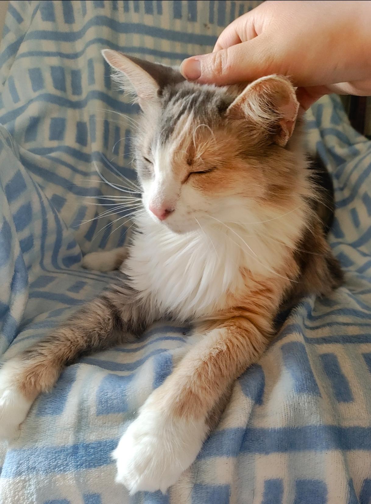 Junebug — thumbnail 2