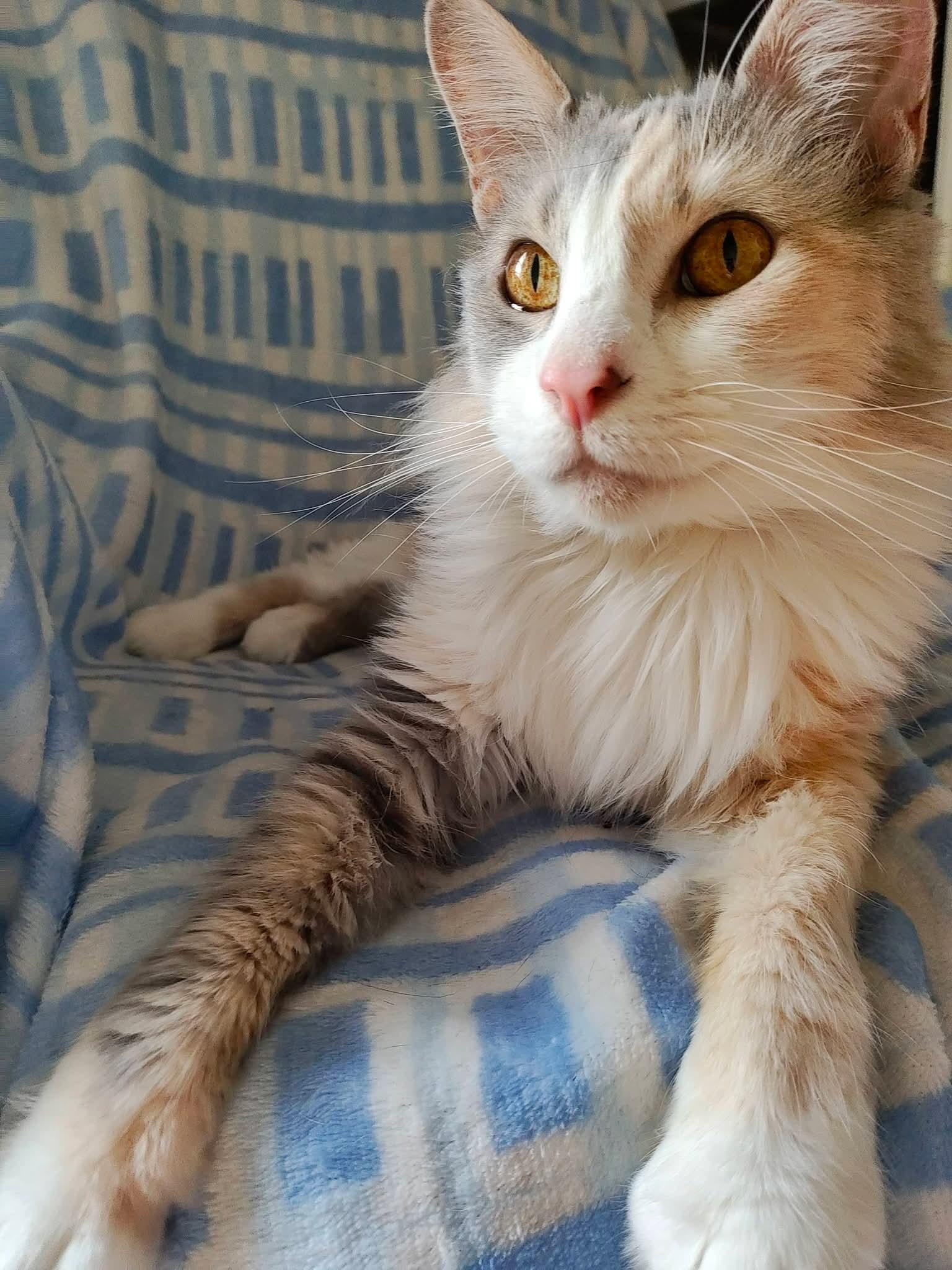 Junebug — thumbnail 3