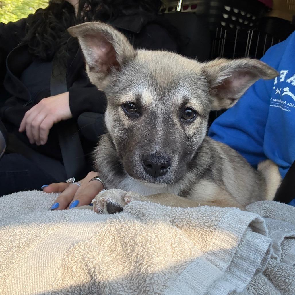 Kevin - In Foster to Adopt, Adoptable, Puppy Male Mixed Breed.