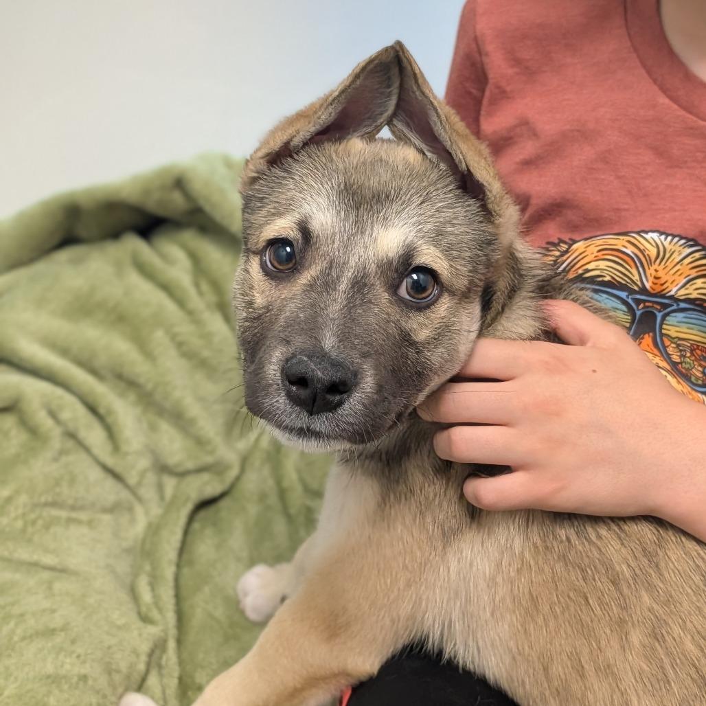 Kevin - In Foster to Adopt, a Adoptable Mixed Breed in Naperville, IL image 2/5