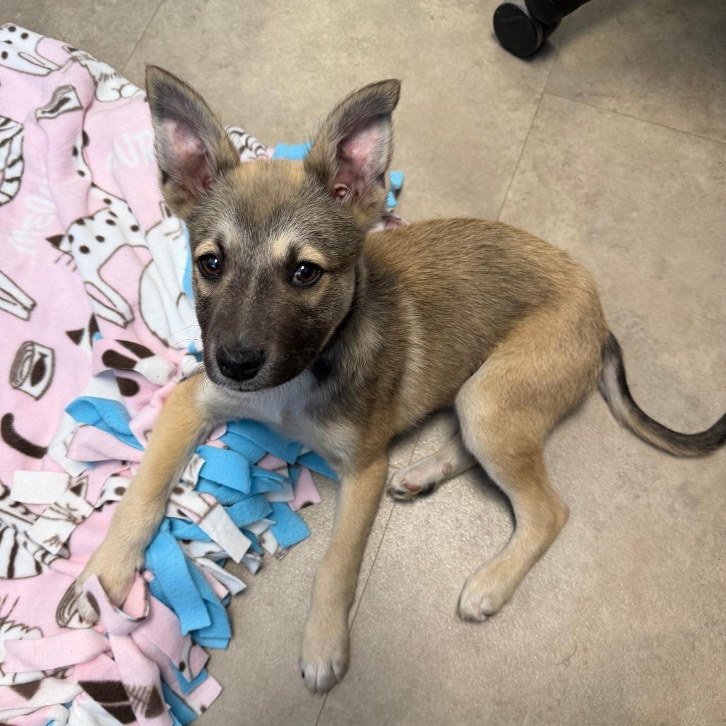 Kevin - In Foster to Adopt, a Adoptable Mixed Breed in Naperville, IL image 3/5