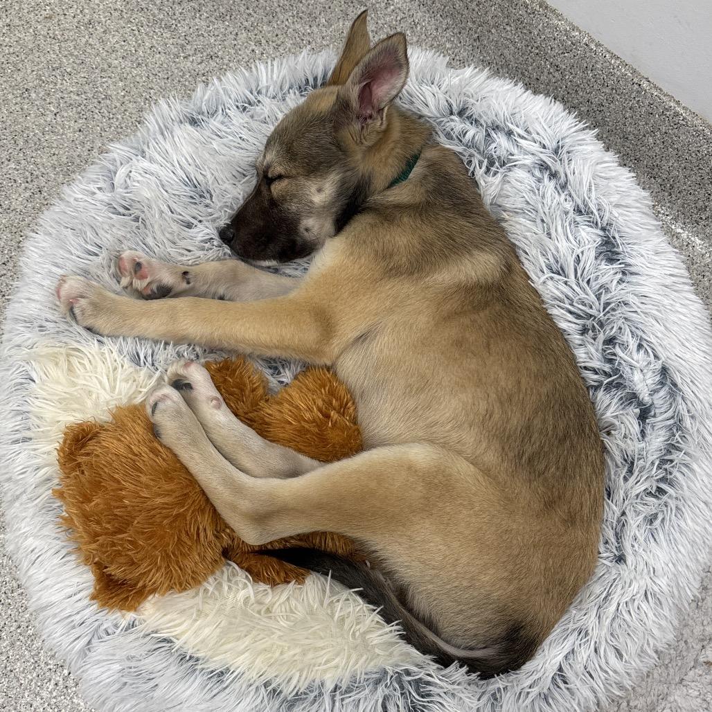 Kevin - In Foster to Adopt, a Adoptable Mixed Breed in Naperville, IL image 4/5