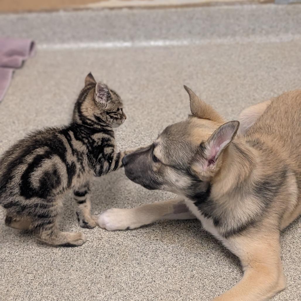 Kevin - In Foster to Adopt, a Adoptable Mixed Breed in Naperville, IL image 5/5