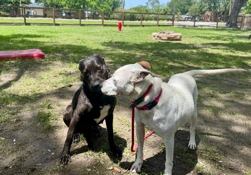 Ziggy Sweet and Gentle — thumbnail 2