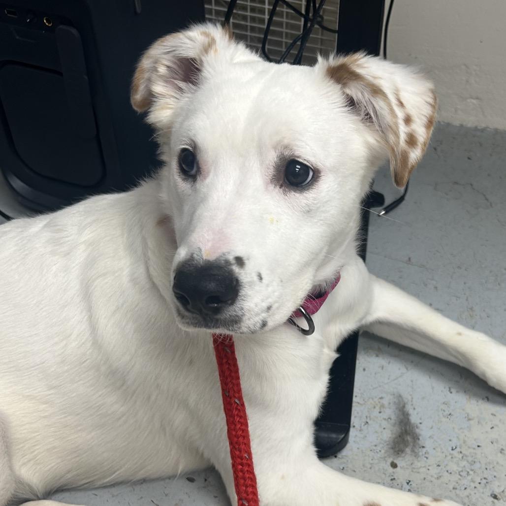 Jenna, Adoptable, Young Female Mixed Breed.