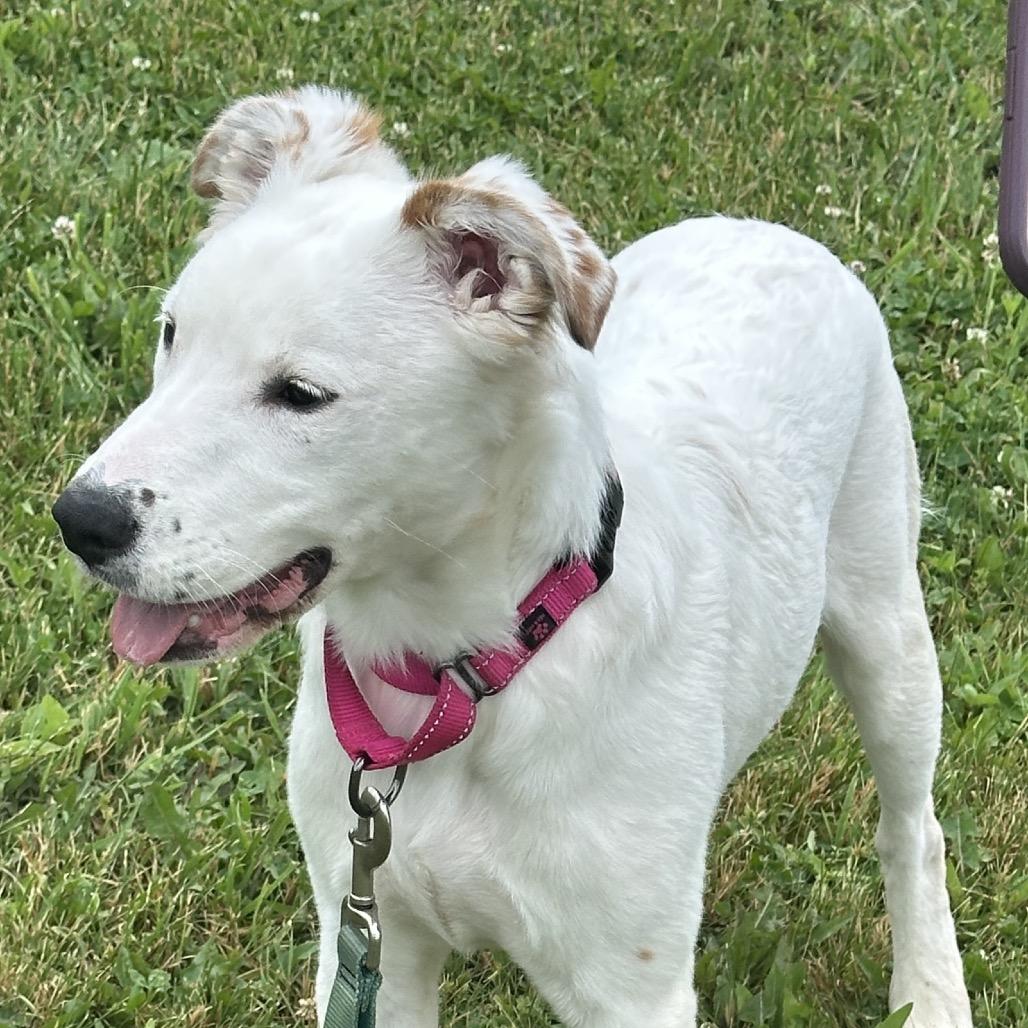 Jenna, a Adoptable Mixed Breed in Uniontown, PA image 2/5