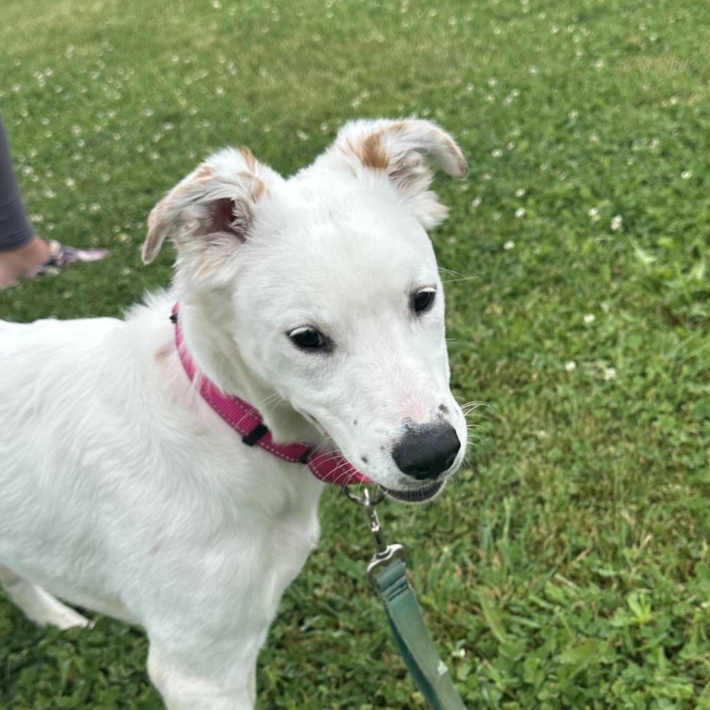 Jenna, a Adoptable Mixed Breed in Uniontown, PA image 3/5