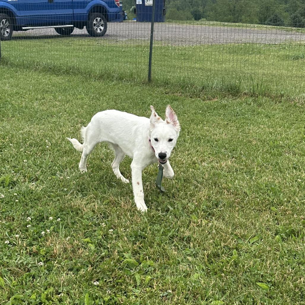 Jenna, a Adoptable Mixed Breed in Uniontown, PA image 4/5