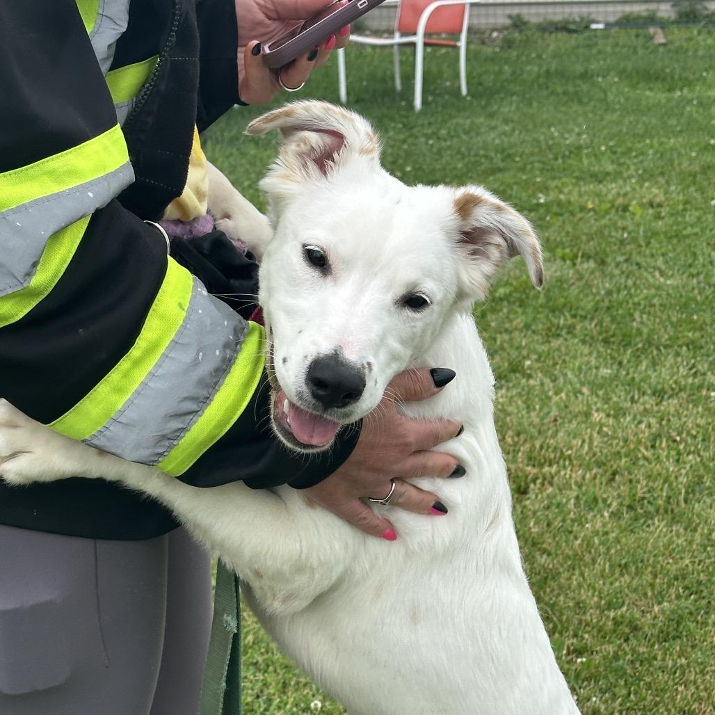 Jenna, a Adoptable Mixed Breed in Uniontown, PA image 5/5