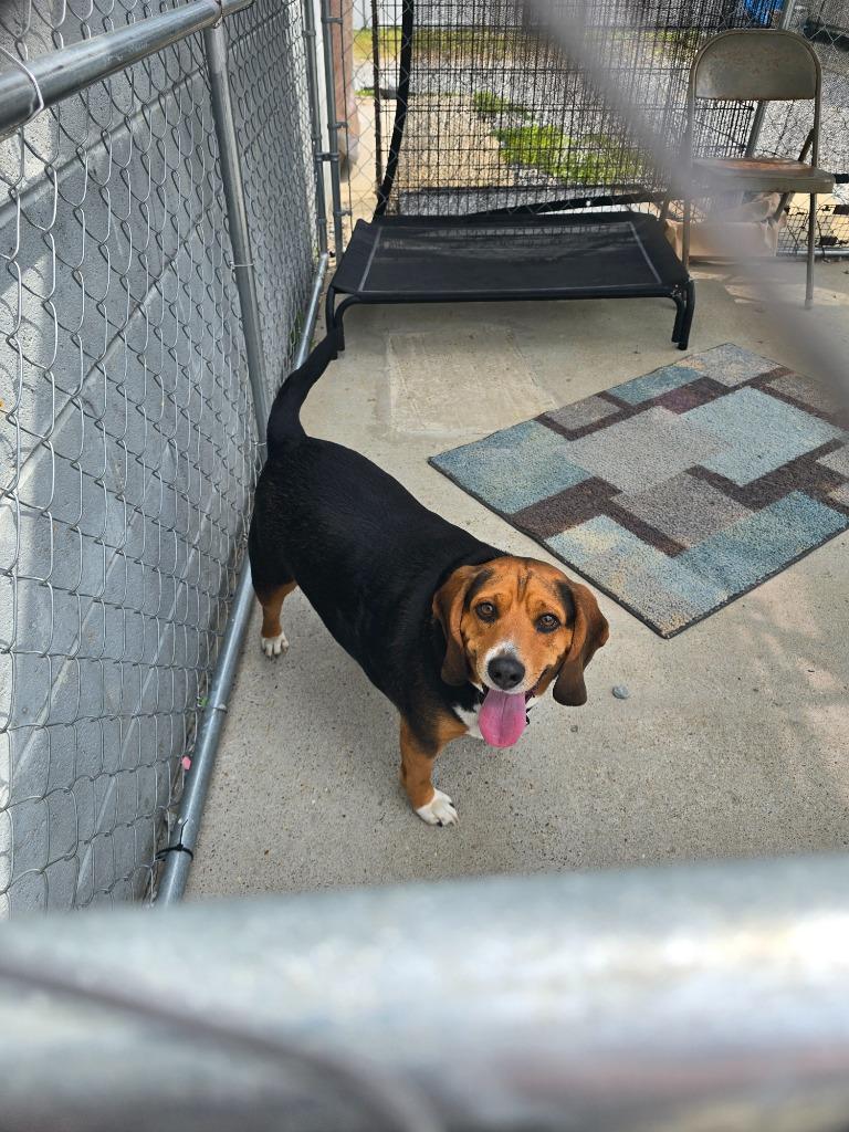 Enlarge Eddie, a Adoptable Beagle in Camden, TN image 1/1