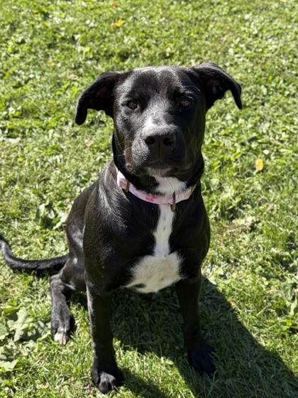 Enlarge Harleaux - Name Your Own Adoption Fee, a Adoptable mixed breed in Jefferson, WI image 3/4