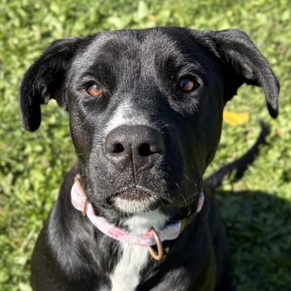 Enlarge Harleaux - Name Your Own Adoption Fee, a Adoptable mixed breed in Jefferson, WI image 2/4