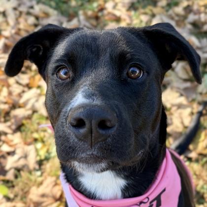 Harleaux - Name Your Own Adoption Fee, Adoptable, Adult Female Labrador Retriever.