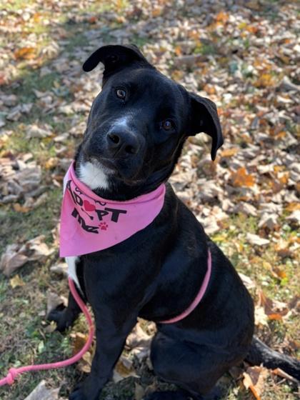 Enlarge Harleaux - Name Your Own Adoption Fee, a Adoptable mixed breed in Jefferson, WI image 4/4