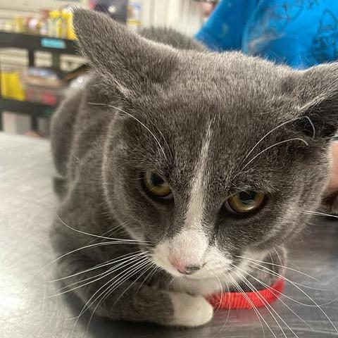 Tazzimus Prime, Adoptable, Adult Male Domestic Short Hair.