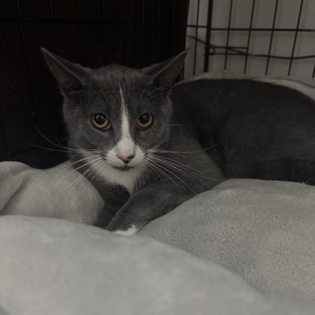 Tazzimus Prime, Adoptable, Adult Male Domestic Short Hair.
