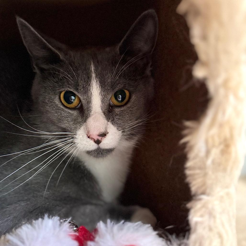 Tazzimus Prime, a Adoptable Domestic Short Hair in Fredericksburg, VA image 2/3