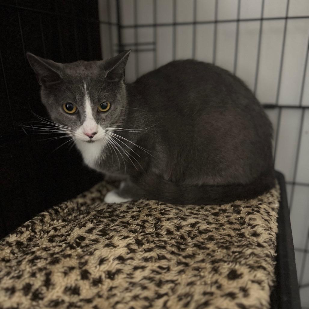Tazzimus Prime, a Adoptable Domestic Short Hair in Fredericksburg, VA image 3/3