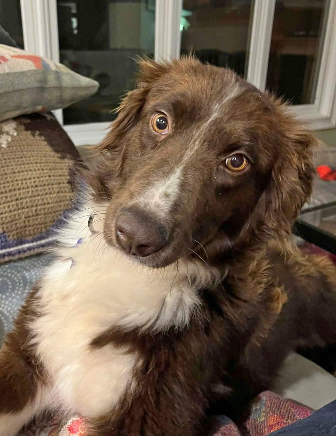 Enlarge Winnie, a ADOPTABLE mixed breed in Pittsboro, NC image 2/5