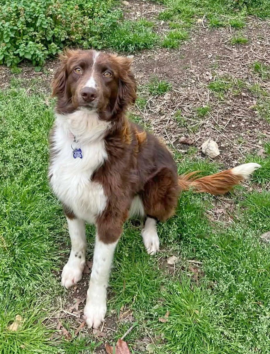 Enlarge Winnie, a ADOPTABLE mixed breed in Pittsboro, NC image 4/5