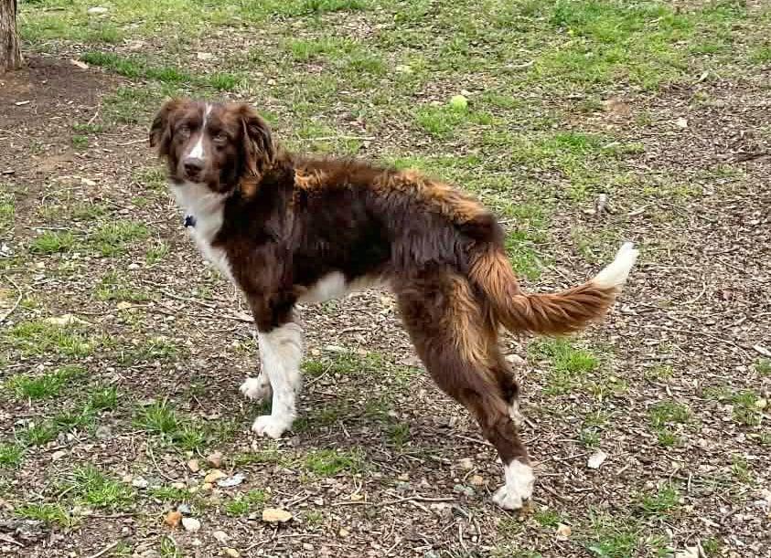 Enlarge Winnie, a ADOPTABLE mixed breed in Pittsboro, NC image 3/5
