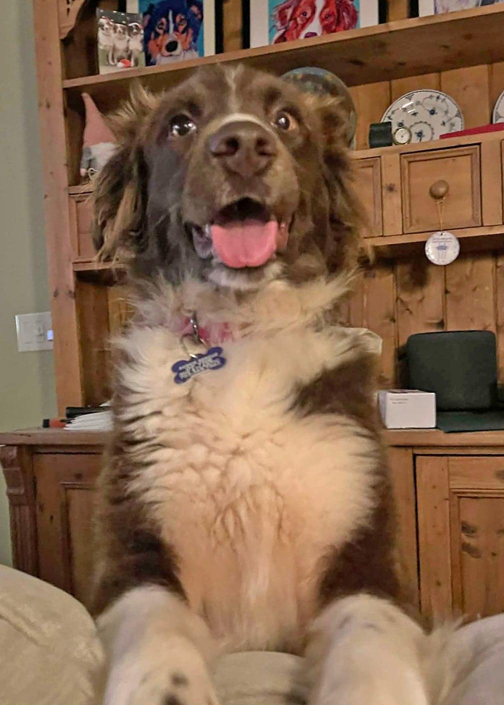 Enlarge Winnie, a ADOPTABLE mixed breed in Pittsboro, NC image 5/5