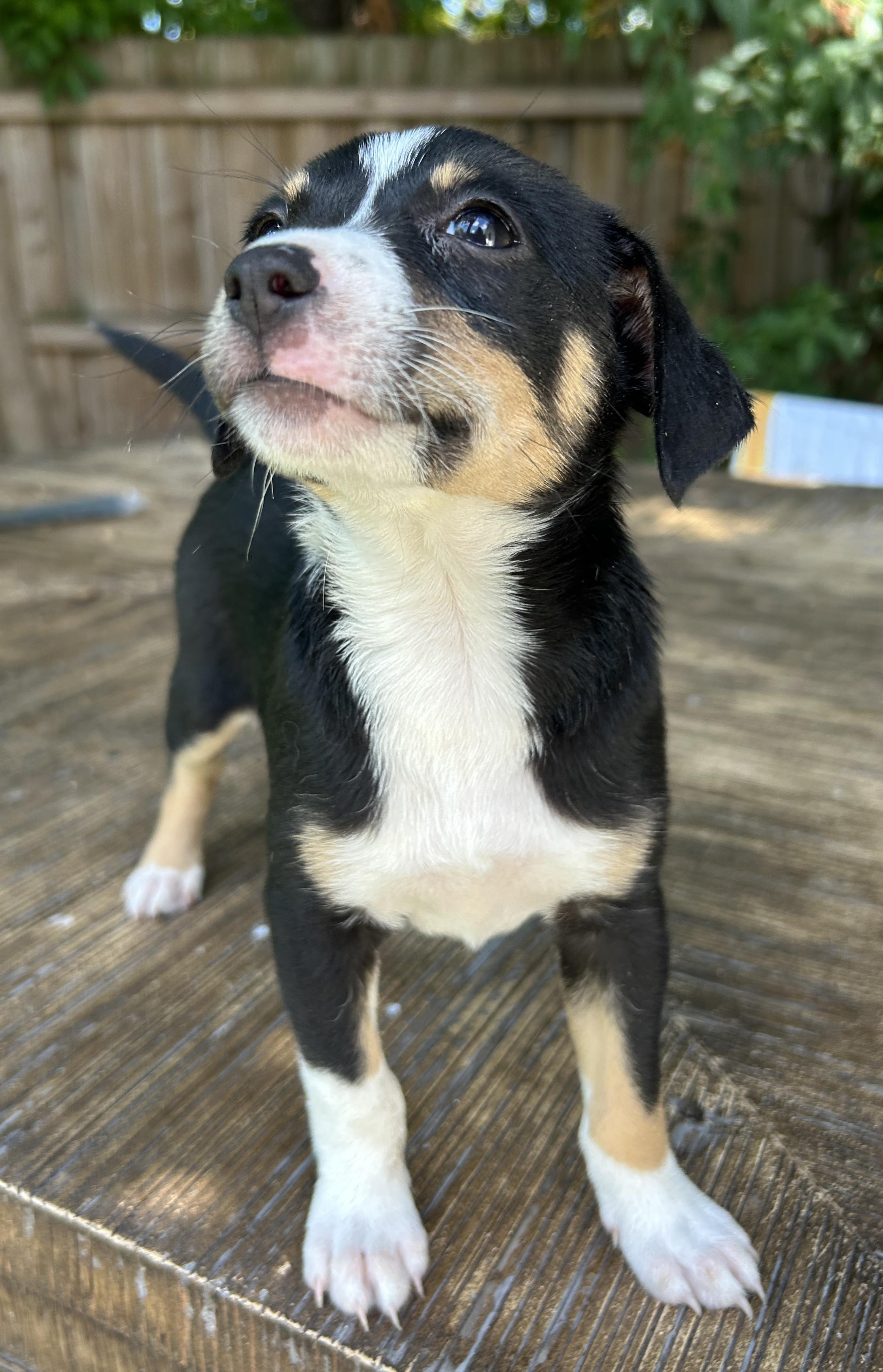 Enlarge Palmer, a Adoptable mixed breed in Sarasota, FL image 4/4
