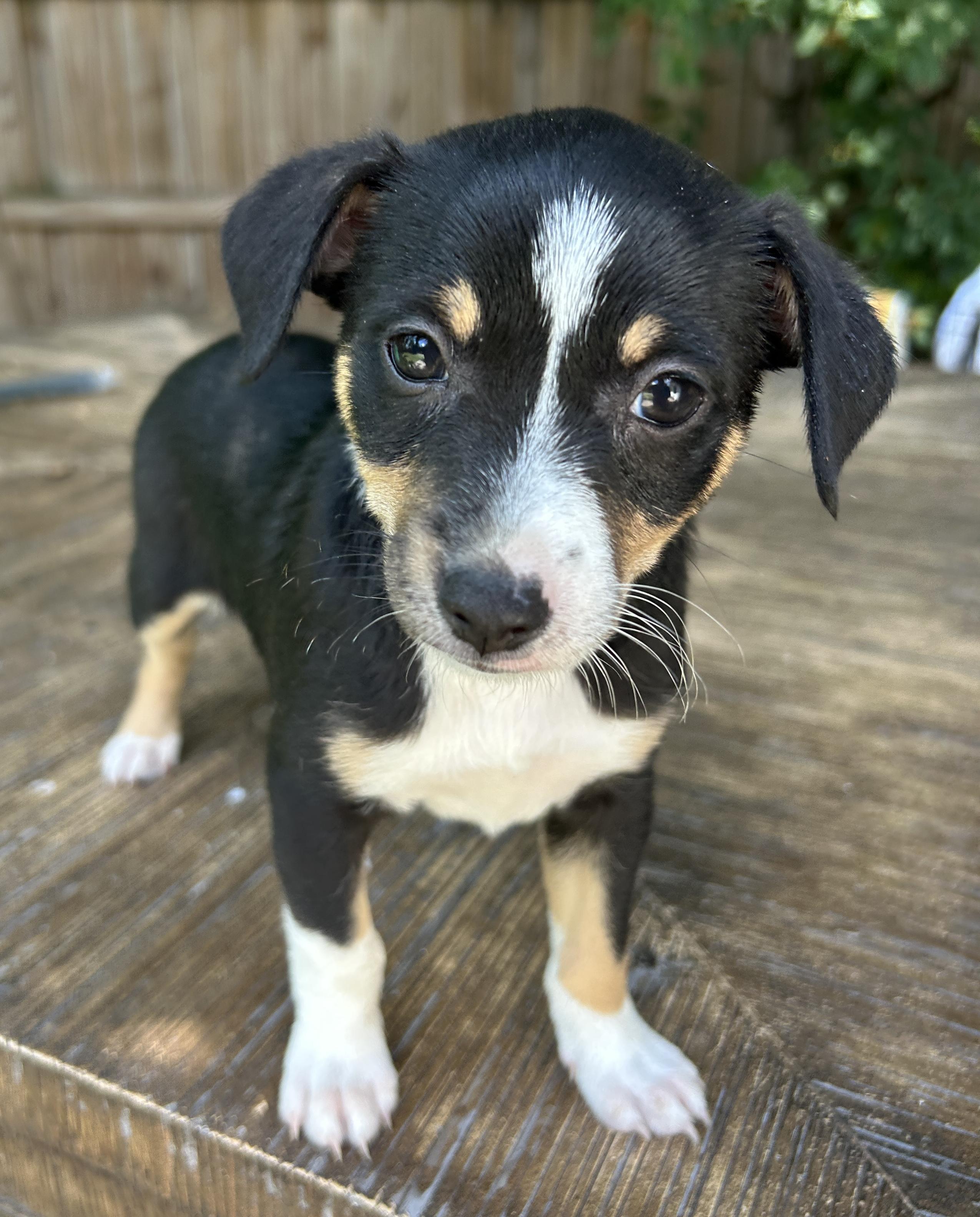 Enlarge Palmer, a Adoptable mixed breed in Sarasota, FL image 2/4