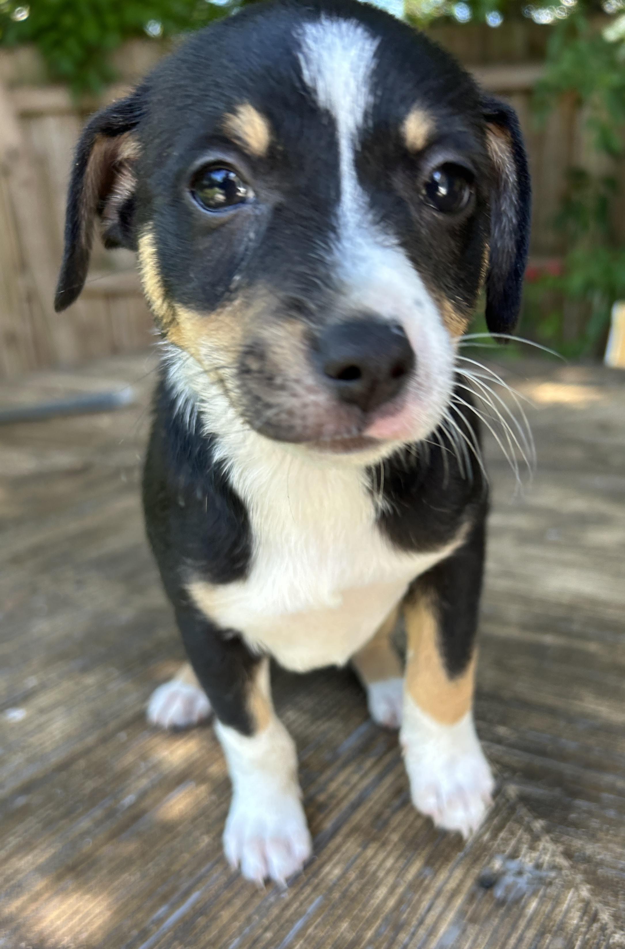 Palmer, Adoptable, Puppy Female Rat Terrier.