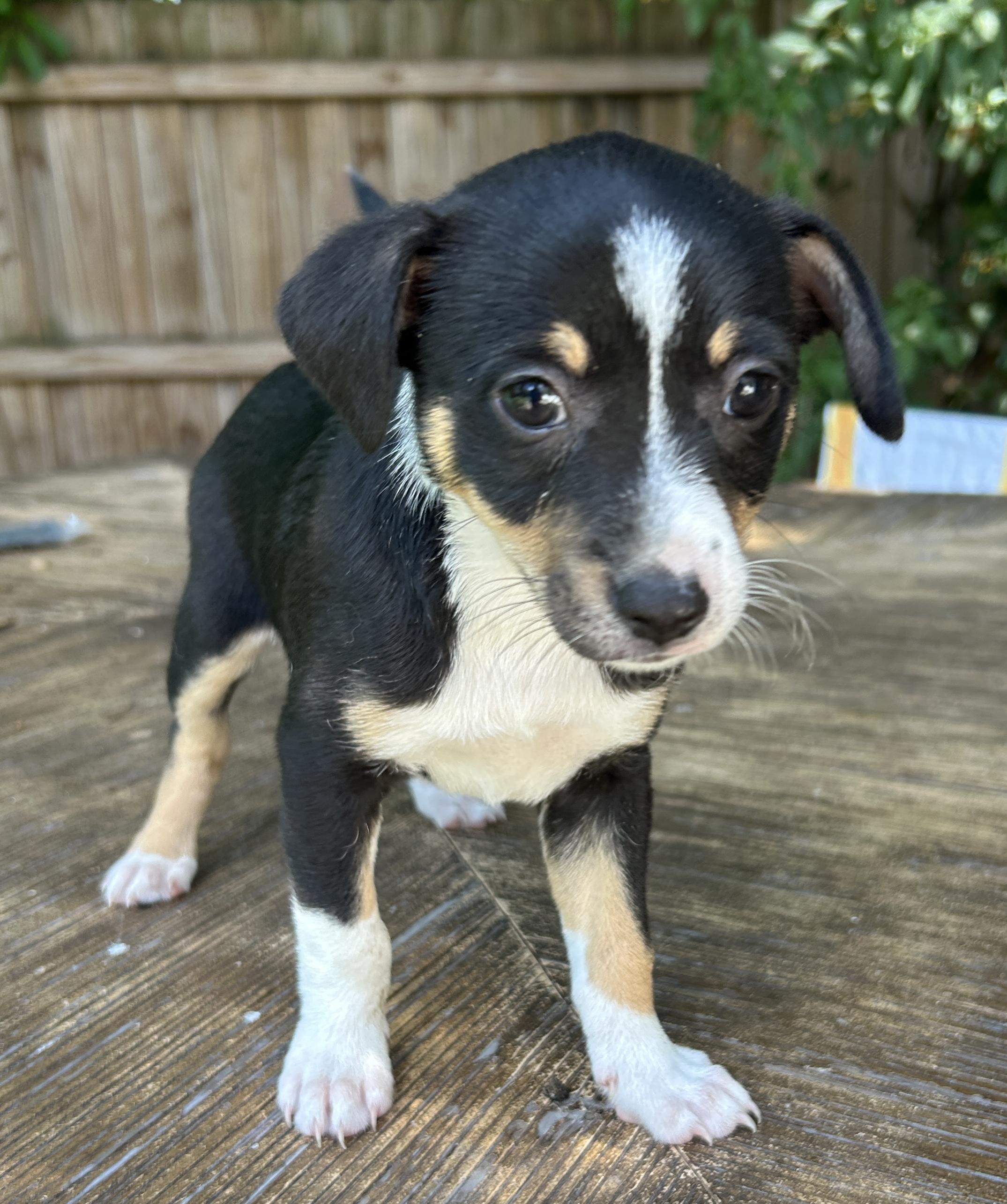 Enlarge Palmer, a Adoptable mixed breed in Sarasota, FL image 3/4