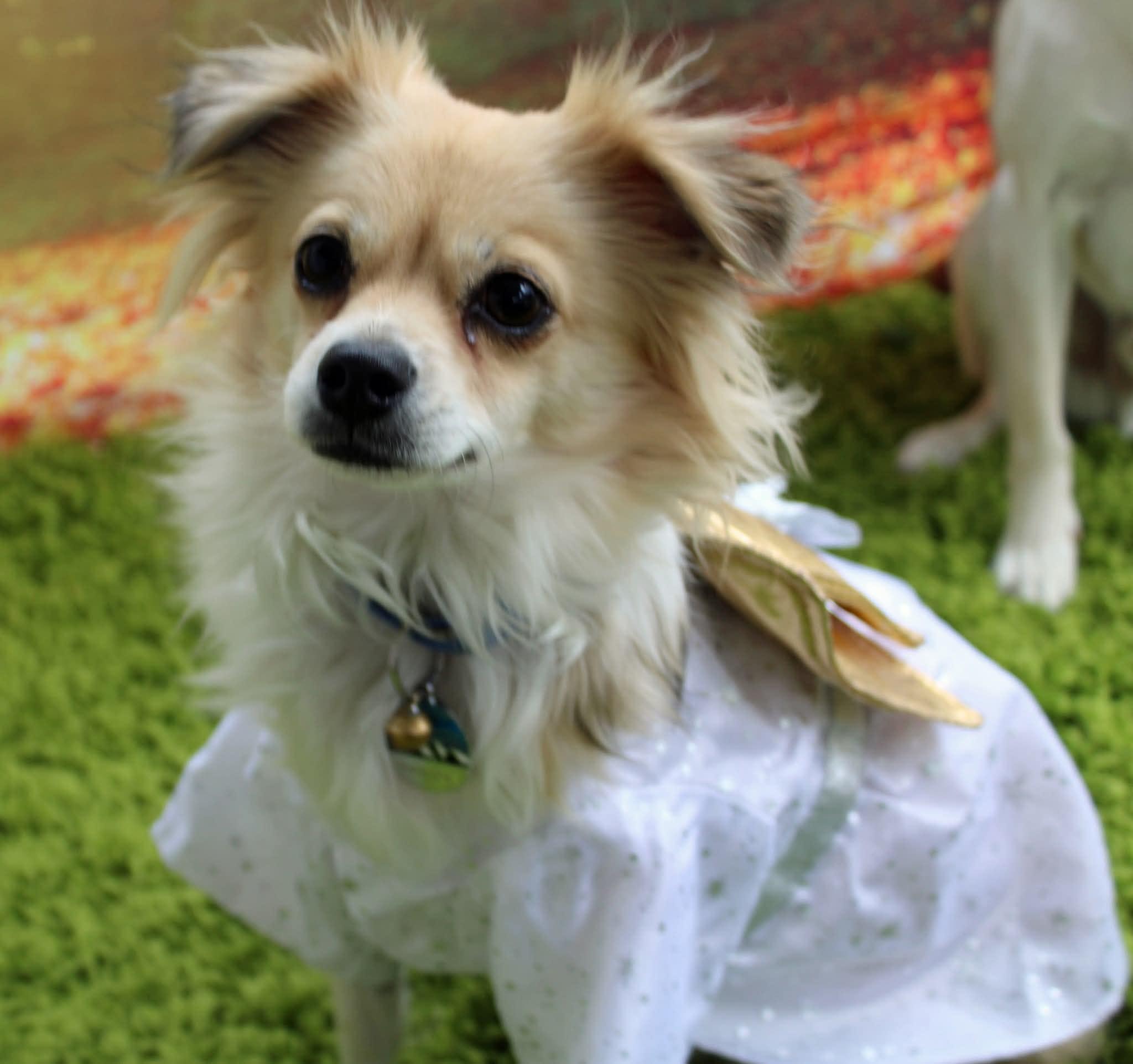 Milo, a Adoptable mixed breed in Baltimore, MD image 1/5