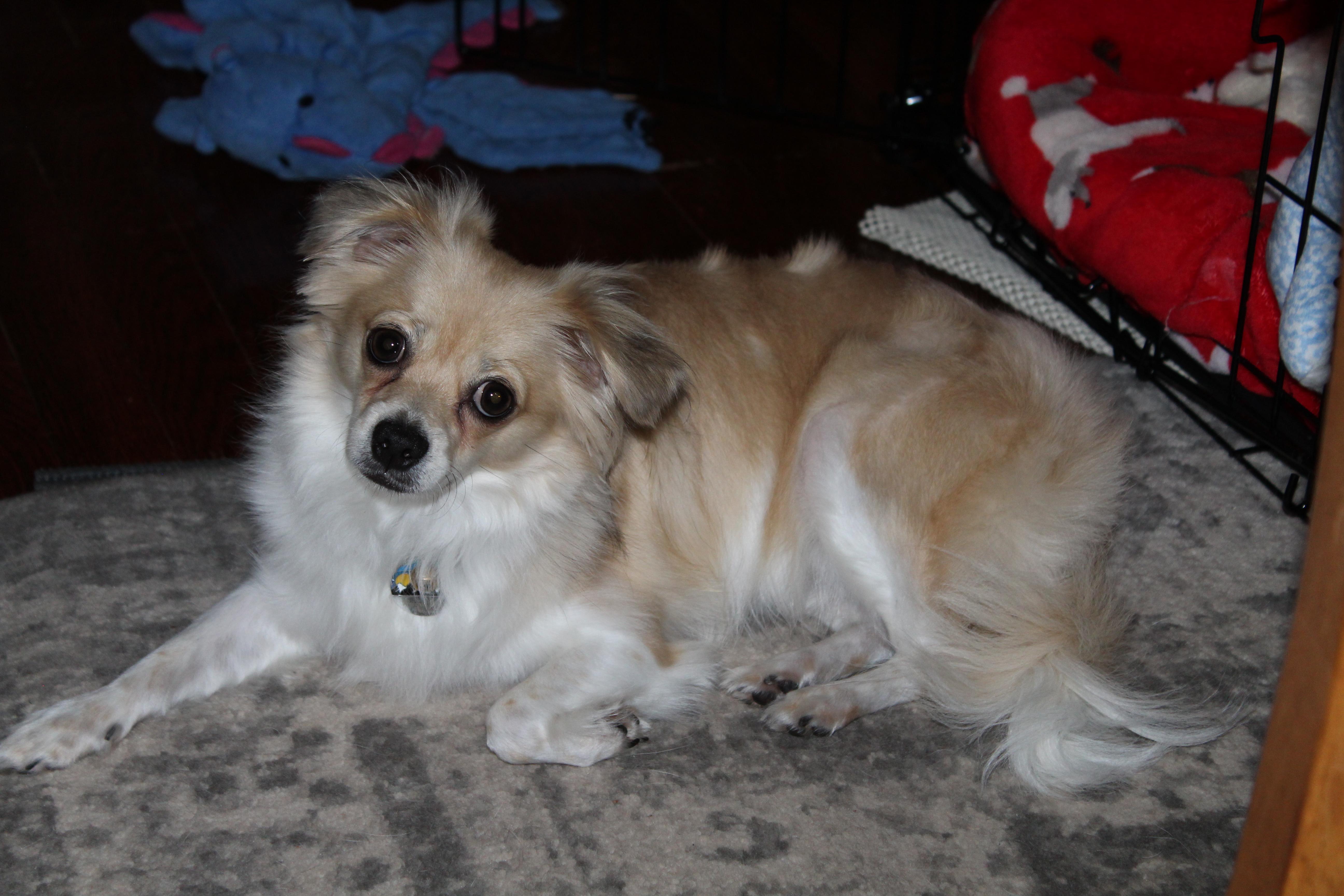 Milo photo 1