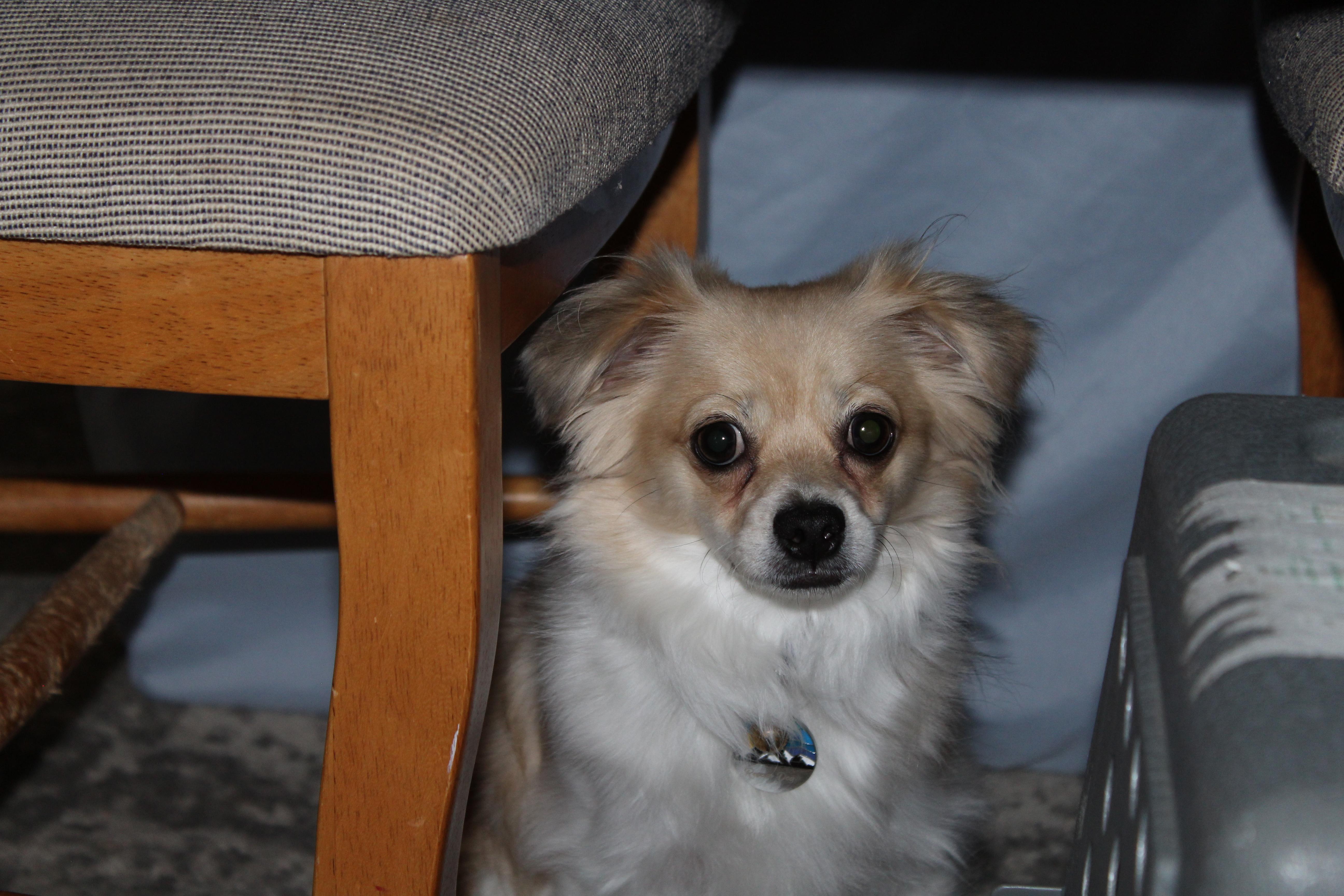 Milo thumbnail 2
