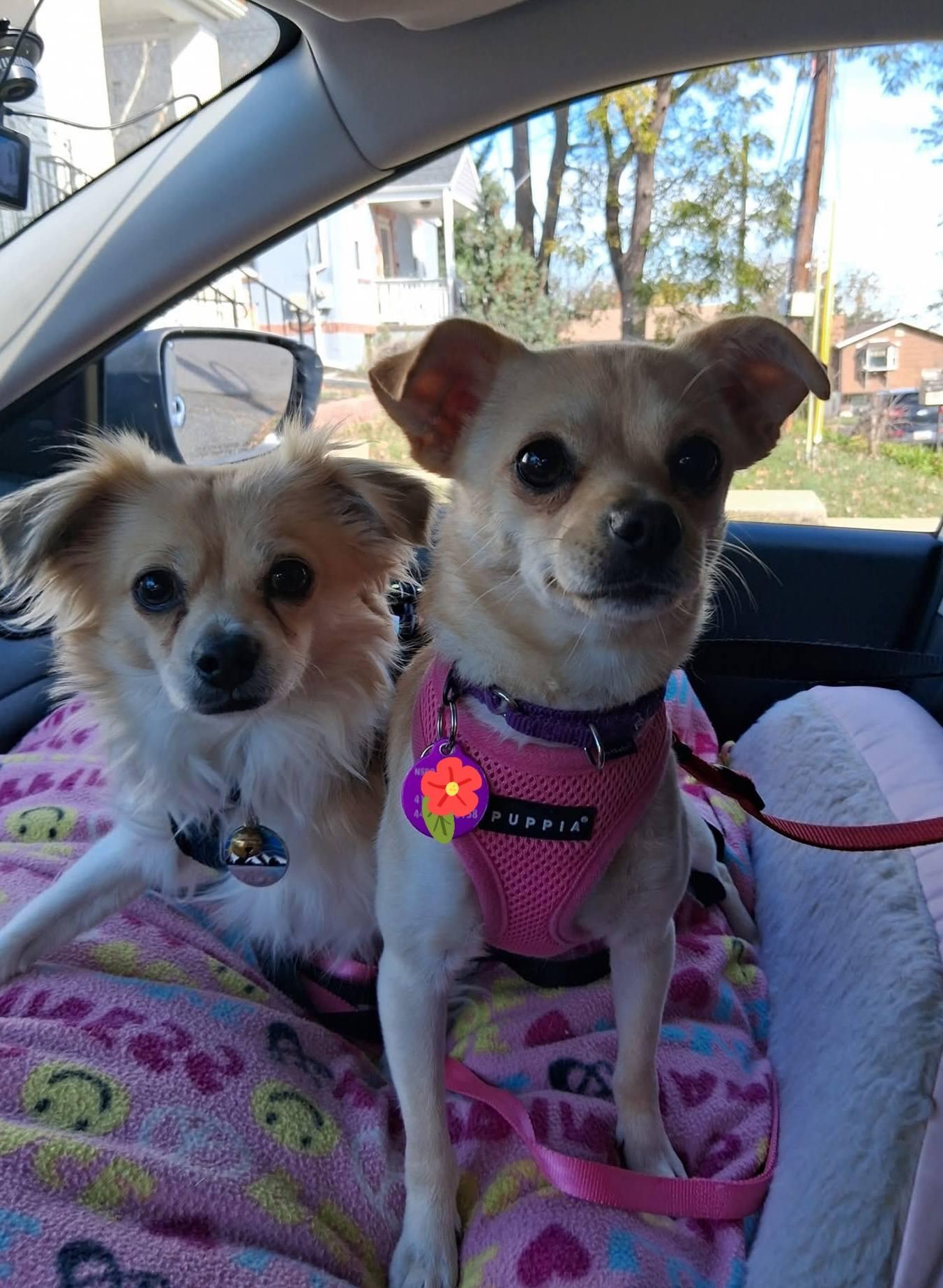 Milo, a Adoptable mixed breed in Baltimore, MD image 2/5