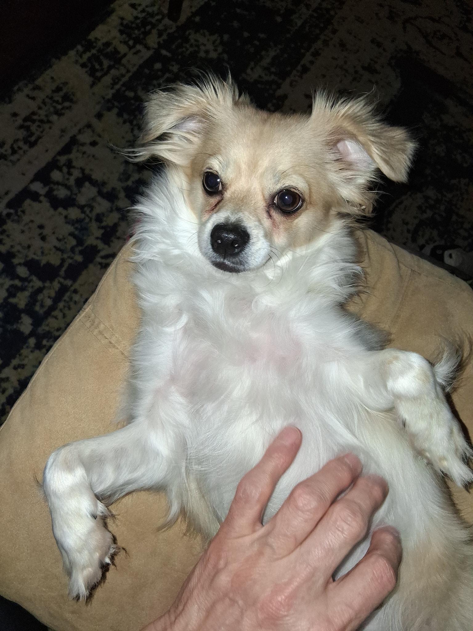 Milo, a Adoptable mixed breed in Baltimore, MD image 3/5