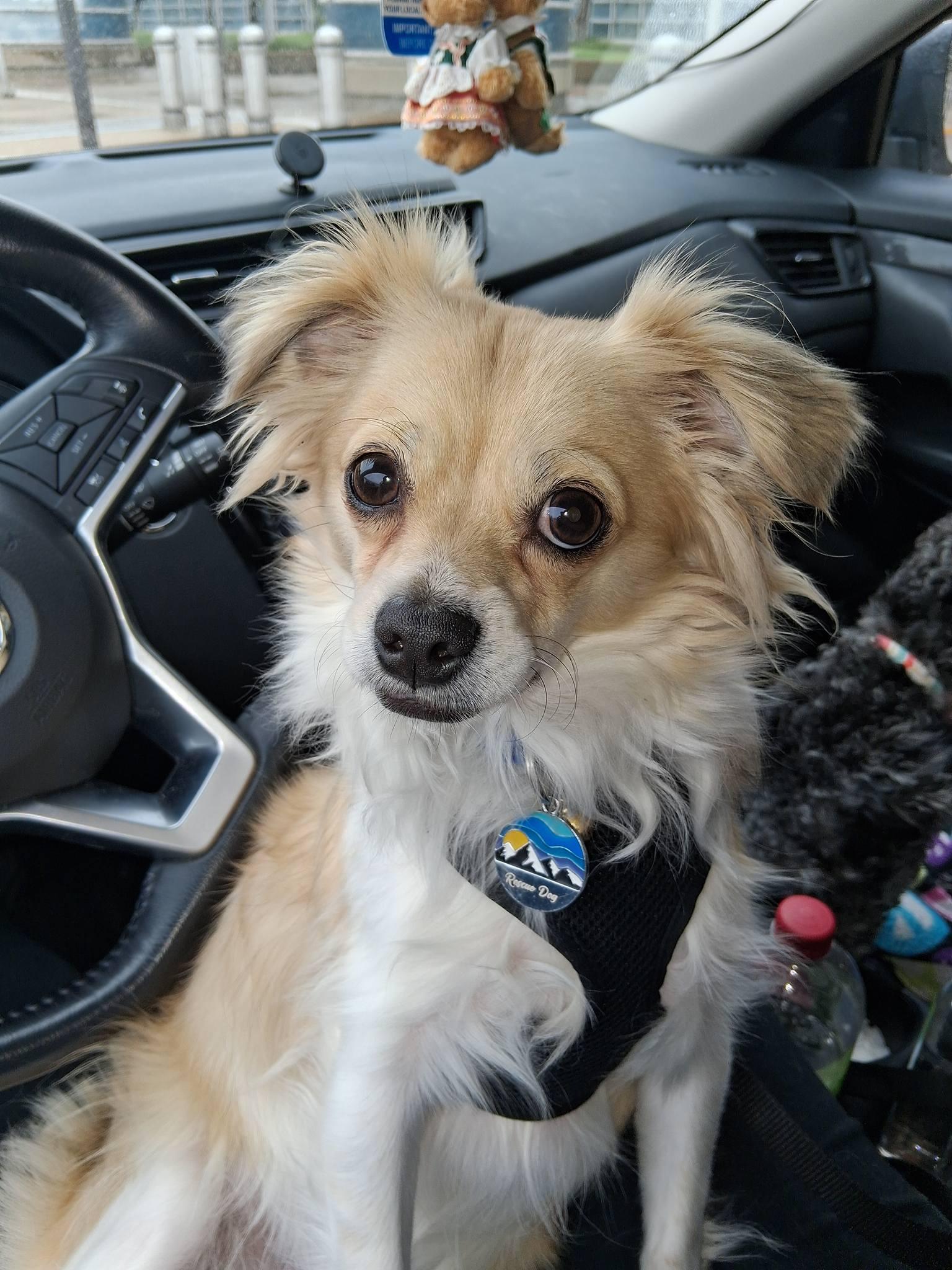 Milo, a Adoptable mixed breed in Baltimore, MD image 4/5