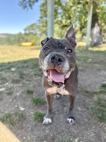 Blue, ADOPTABLE, Adult Female Mixed Breed.