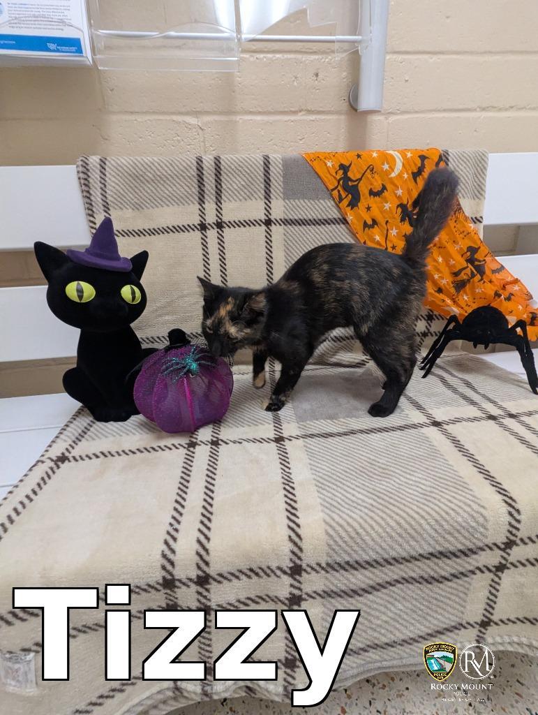 Tizzy, Adoptable, Kitten Female Domestic Short Hair.