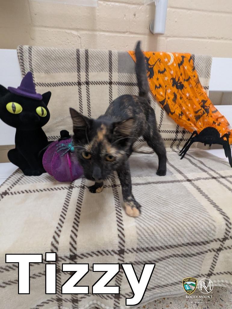 Enlarge Tizzy, a Adoptable mixed breed in Rocky Mount, NC image 2/3