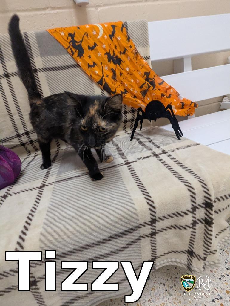 Enlarge Tizzy, a Adoptable mixed breed in Rocky Mount, NC image 3/3