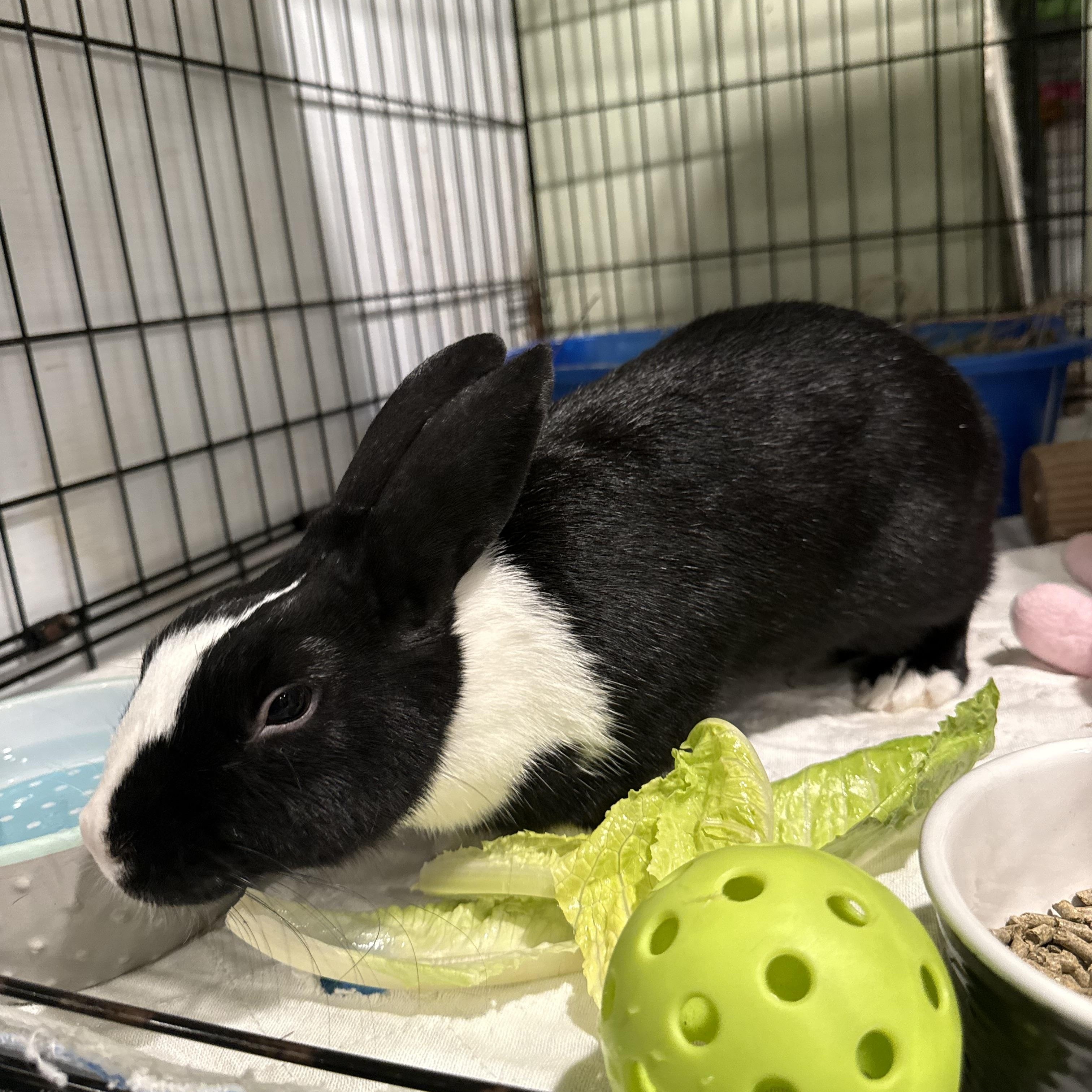 Enlarge Bunjamin, a ADOPTABLE Dutch in Norwalk, CT image 4/4