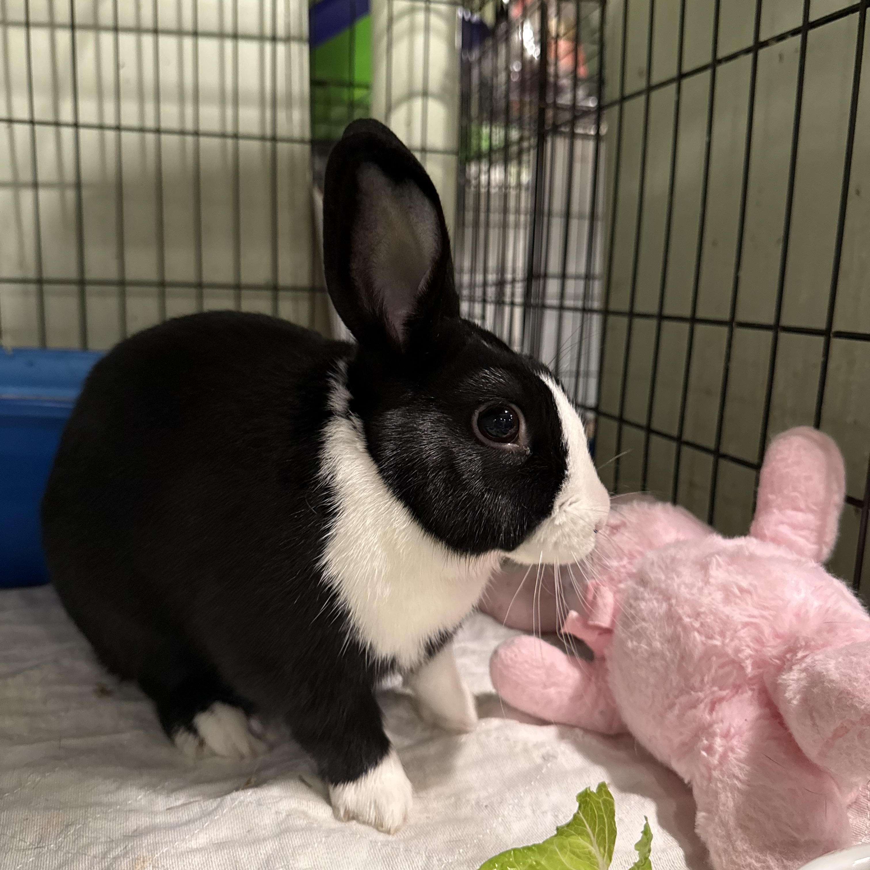 Enlarge Bunjamin, a ADOPTABLE Dutch in Norwalk, CT image 1/4