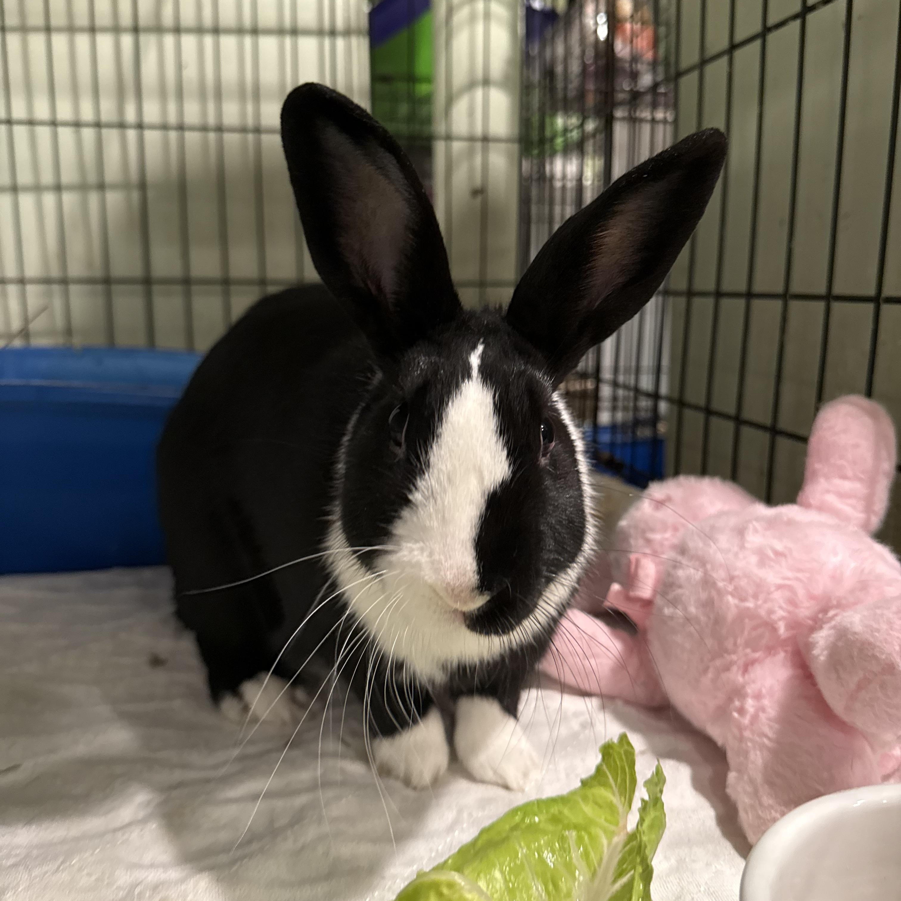 Enlarge Bunjamin, a ADOPTABLE Dutch in Norwalk, CT image 2/4