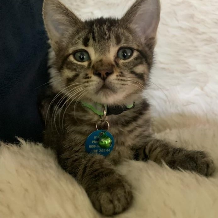 Mousetrap, a ADOPTABLE Tabby in Pasco, WA image 4/5