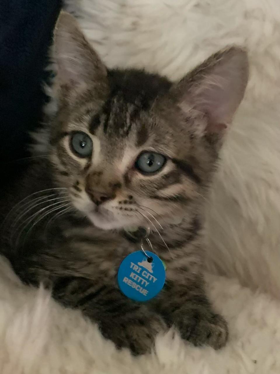 Mousetrap, a ADOPTABLE Tabby in Pasco, WA image 1/5