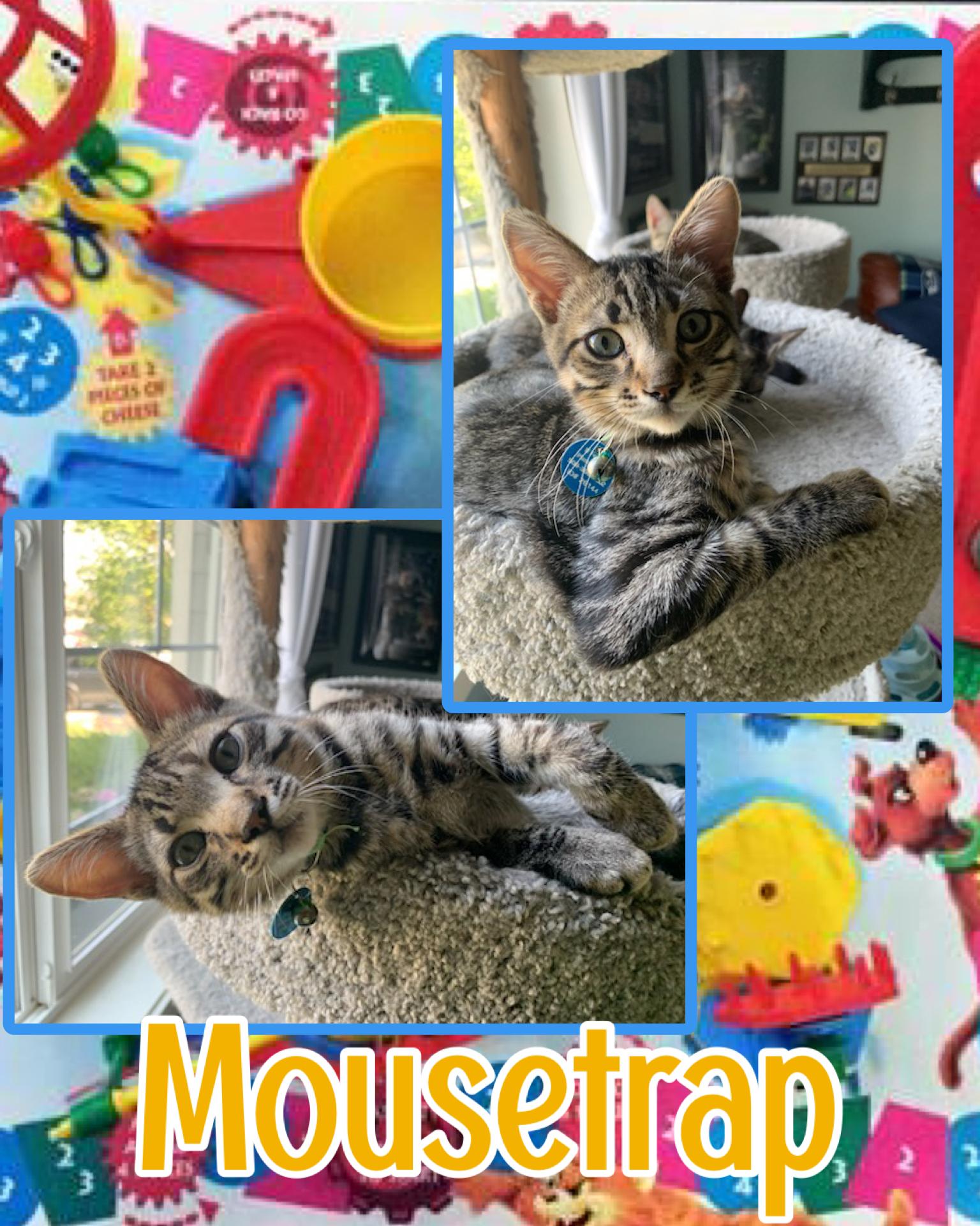 Mousetrap, ADOPTABLE, Kitten Male Tabby.