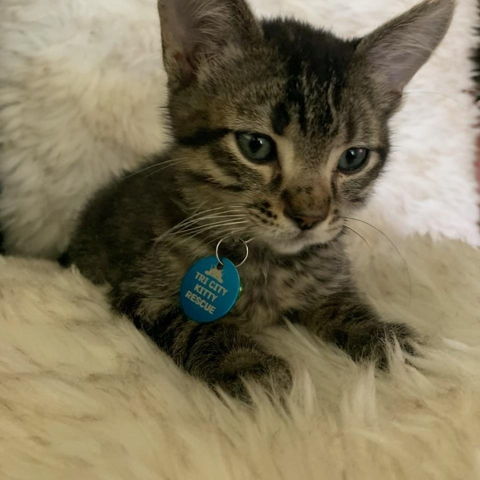 Mousetrap, a ADOPTABLE Tabby in Pasco, WA image 3/5