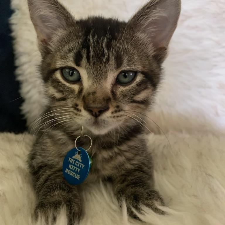 Mousetrap, a ADOPTABLE Tabby in Pasco, WA image 2/5