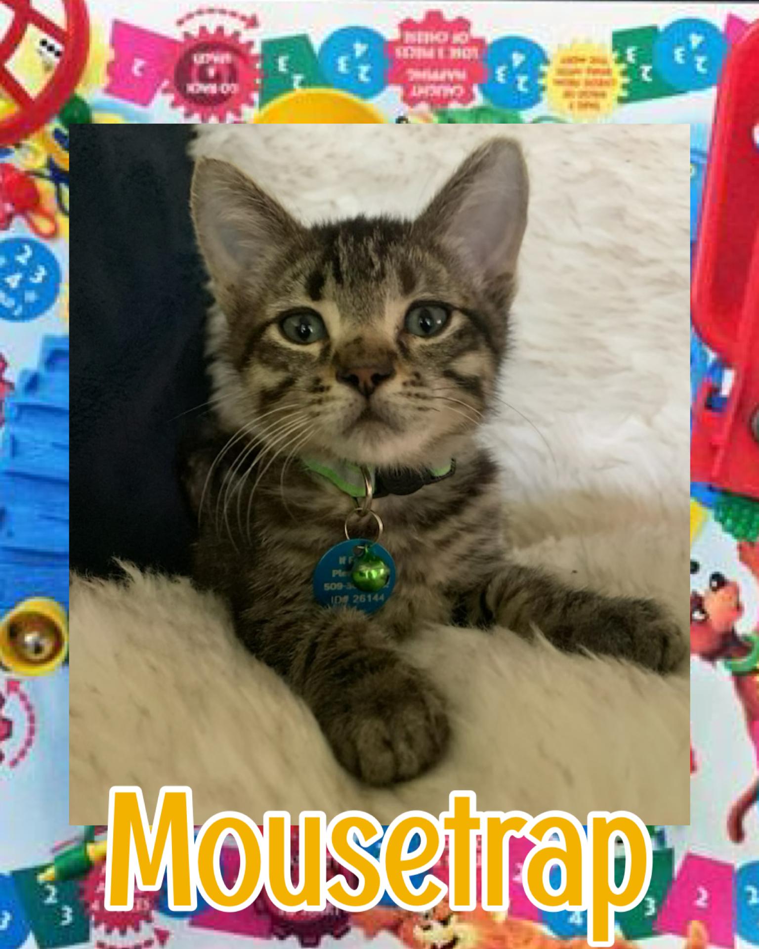 Mousetrap, a ADOPTABLE Tabby in Pasco, WA image 5/5