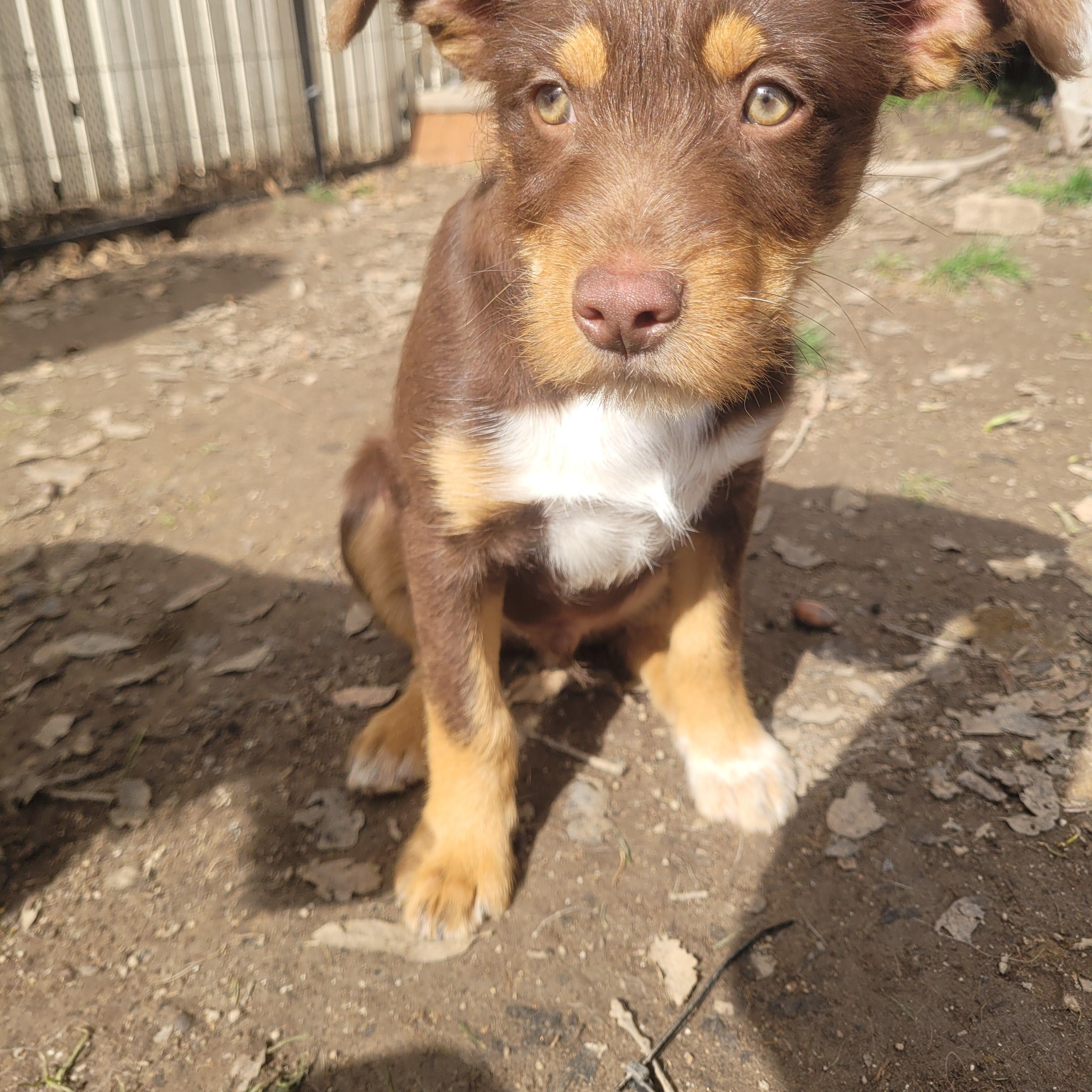 Todd, Adopted, Puppy Male Wirehaired Terrier.